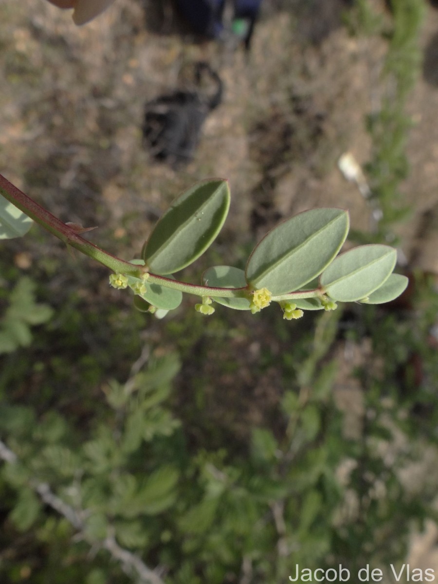 Synostemon bacciformis (L.) G.L.Webster